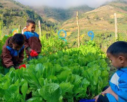 HOẠT ĐỘNG TRẢI NGHIỆM VƯỜN HOA VƯỜN RAU CỦA TRẺ LỚP MẪU GIÁO GHÉP NA SU