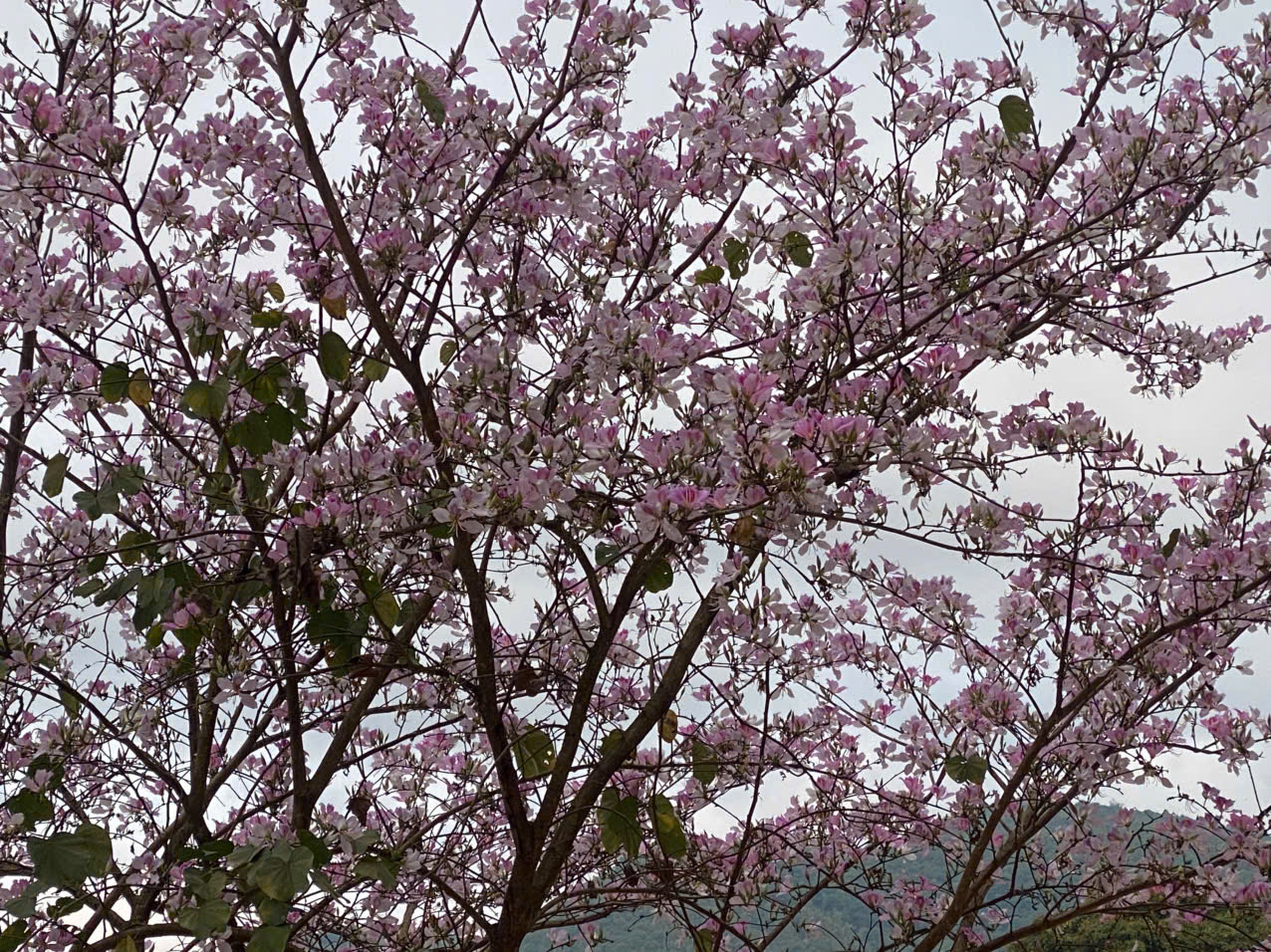 z7590317229370 f8d2ba0a1cabe797d09e40bad5cdcc57